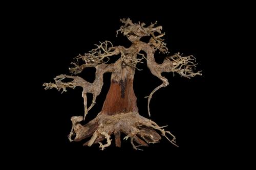 picture of Weeping Bonsai Driftwood M111 Med                                                                    Artocarpus heterophyllus