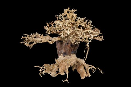 picture of Redwood Bonsai Driftwood M221 Med                                                                    Artocarpus heterophyllus