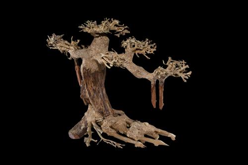 picture of Swamp Bonsai Driftwood M331 Med                                                                      Artocarpus heterophyllus