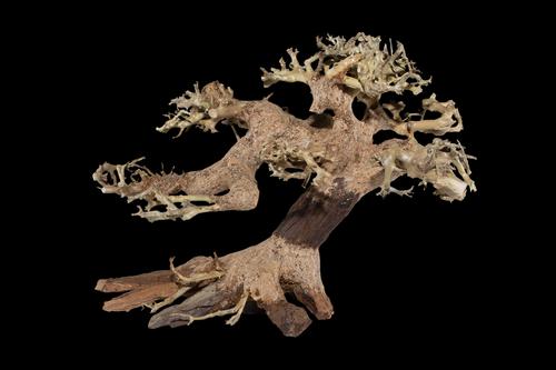 picture of Cliffhanger Bonsai Driftwood M440 Sml                                                                Artocarpus heterophyllus