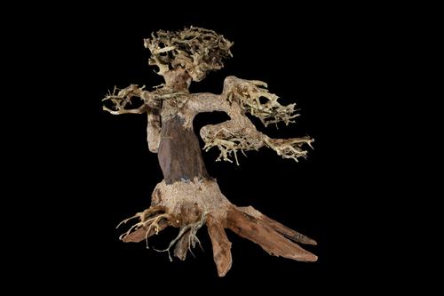 picture of Cliffhanger Bonsai Driftwood M441 Med                                                                Artocarpus heterophyllus