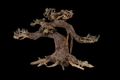 picture of Jungle Bonsai Driftwood M550 Sml                                                                     Artocarpus heterophyllus