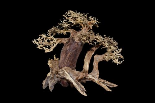 picture of Multi Trunk Bonsai Driftwood M601 Med                                                                Artocarpus heterophyllus