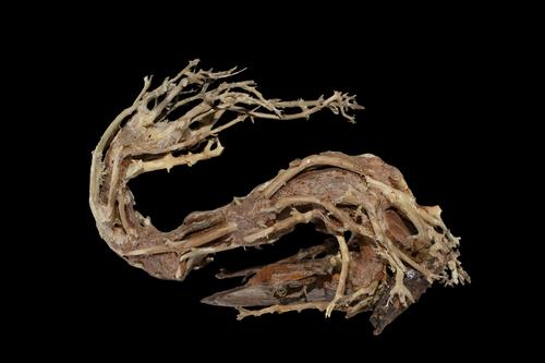 picture of Dragon's Tail Bonsai Driftwood M094 Sml                                                              Artocarpus heterophyllus