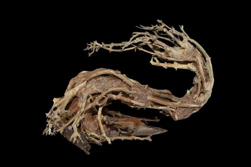 picture of Dragon's Tail Bonsai Driftwood M095 Med                                                              Artocarpus heterophyllus