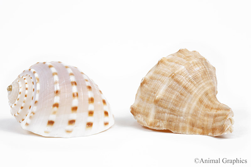 picture of Hermit Crab Shell Fancy Med                                                                           